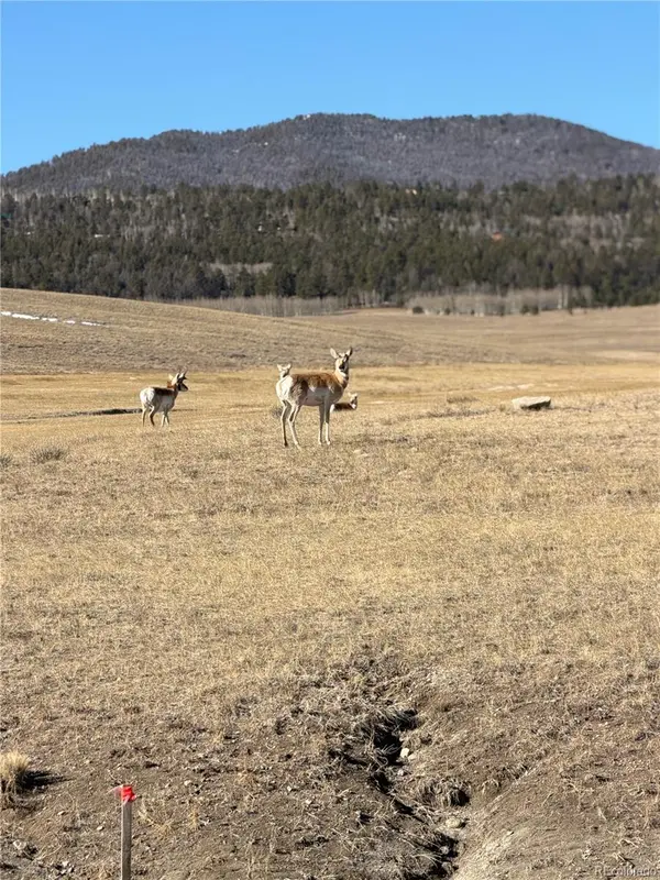 3 Ranch, Hartsel, CO 80449