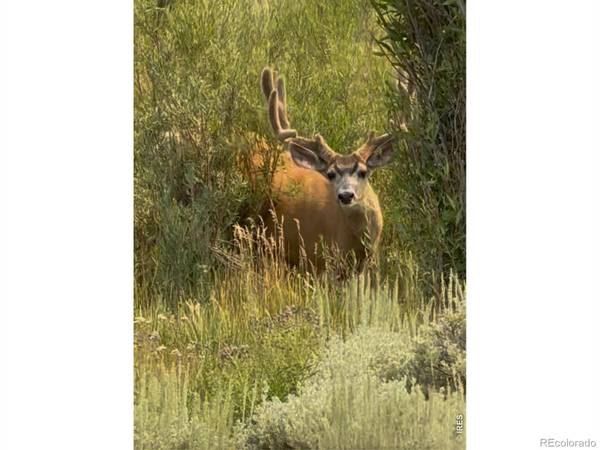 236 County Road 23C, Walden, CO 80480
