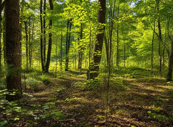0 Three Point Rd, Tellico Plains, TN 37385