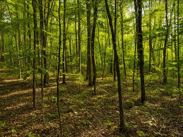 0 Three Point Rd, Tellico Plains, TN 37385