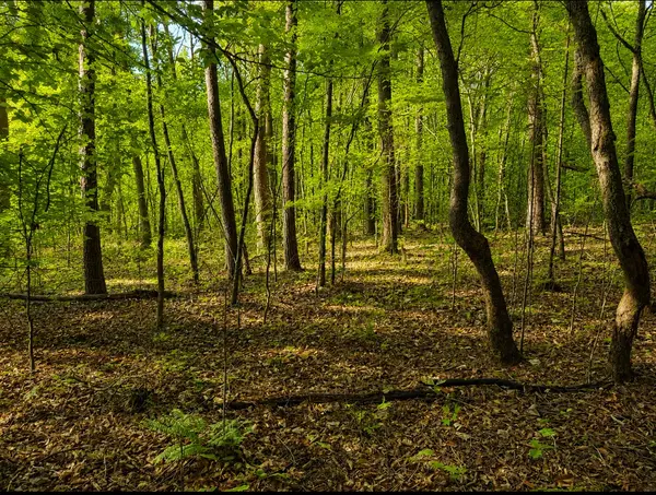 0 Three Point Rd, Tellico Plains, TN 37385