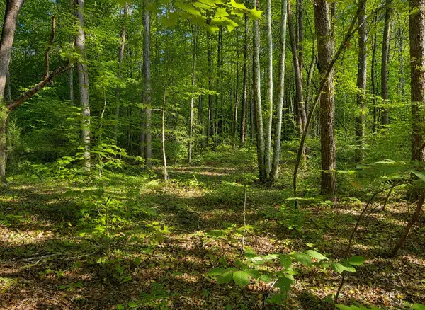 0 Three Point Rd, Tellico Plains, TN 37385