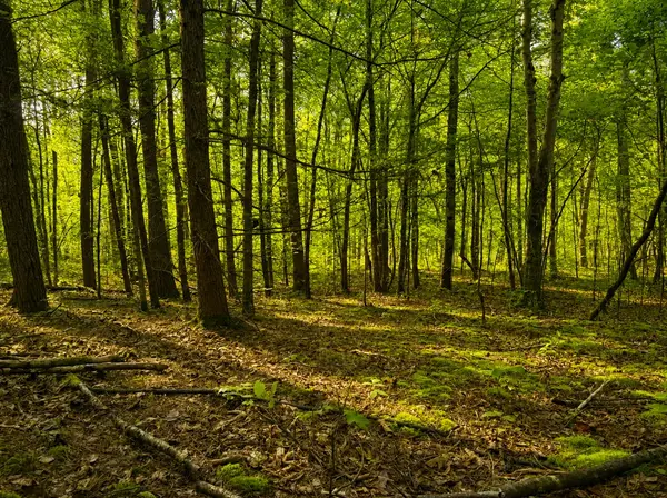 0 Three Point Rd, Tellico Plains, TN 37385