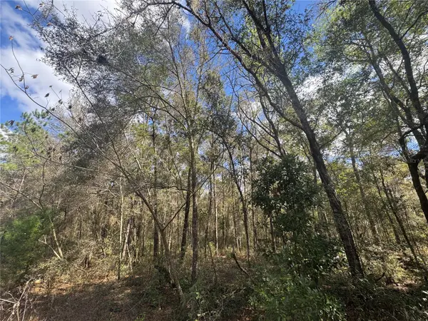 0000 NE 154TH AVE, Williston, FL 32696