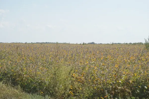 Vacant Grove RD, Armington, IL 61721