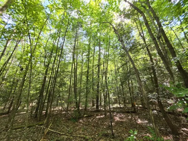 0 Northcutts Cove Road, Beersheba Springs, TN 37305