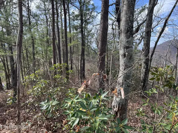 0 Chestnut Ridge Court, Sevierville, TN 37876