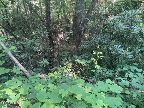 1 Sycamore St, Sevierville, TN 37876