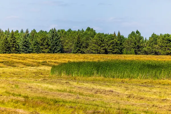 TBD Berwick Lane Lot 5, Berwick, ND 58788