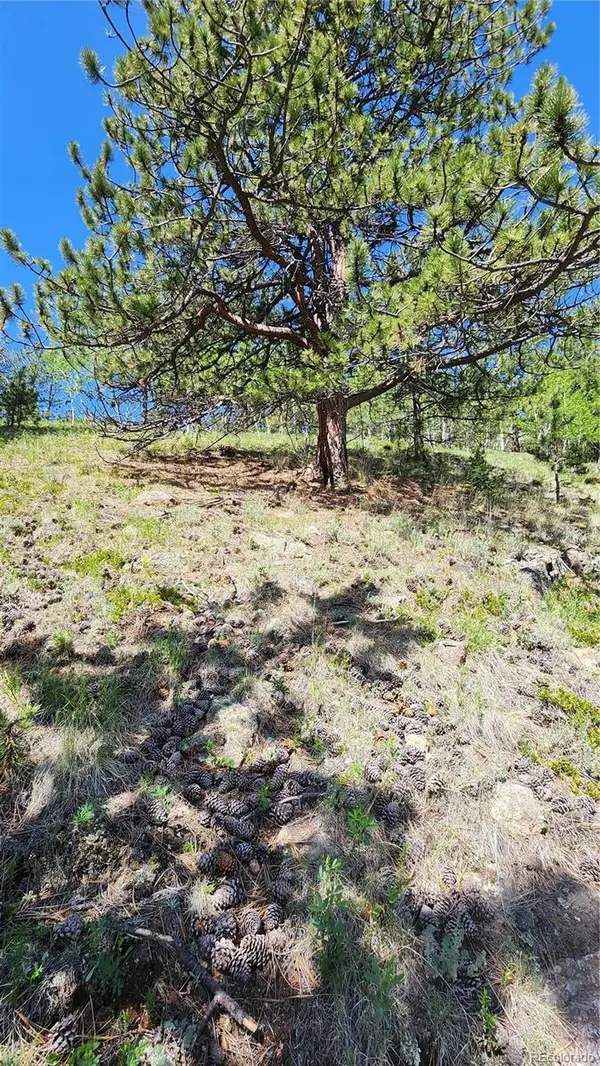 267 Ward ST, Bailey, CO 80421