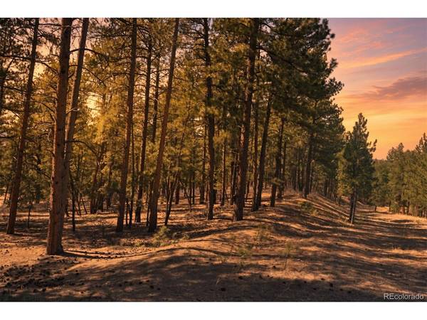 Wood Sorrel Rd, Larkspur, CO 80118