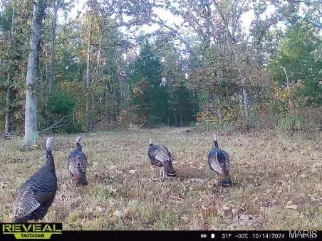 736 Hwy 8 Mo-8, Steelville, MO 65565