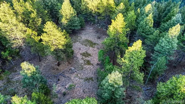 364 Blue Spruce RD, Divide, CO 80814