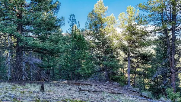 364 Blue Spruce RD, Divide, CO 80814