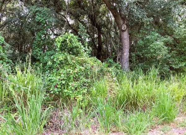 AVALON RD, Winter Garden, FL 34787