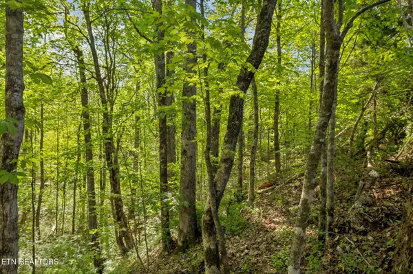 1351 Mortar Rd, Sevierville, TN 37876