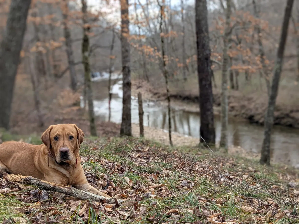 319 N Chisholm Creek Rd, Lawrenceburg, TN 38464
