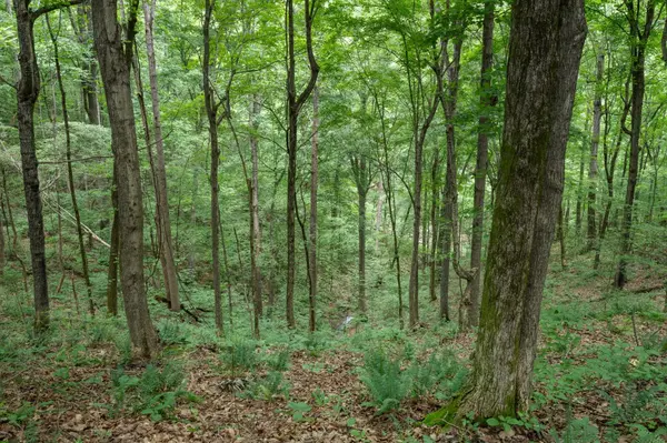 0 Grays Point Road, Joelton, TN 37080
