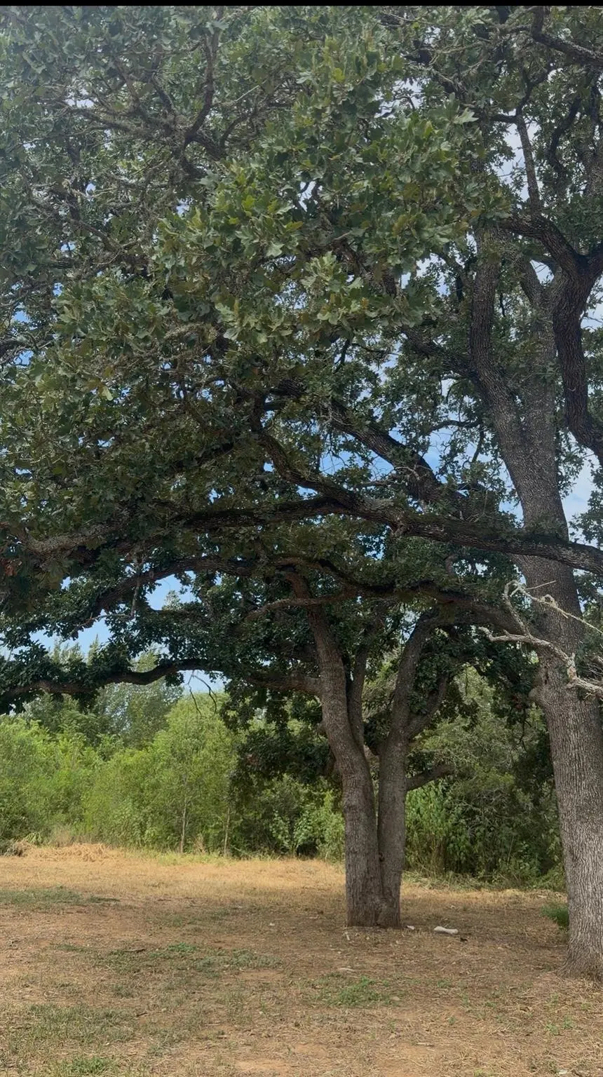 176 Whispering Pines DR, Bastrop, TX 78602