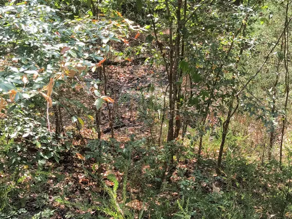 000 California Lane, Theodosia, MO 65761