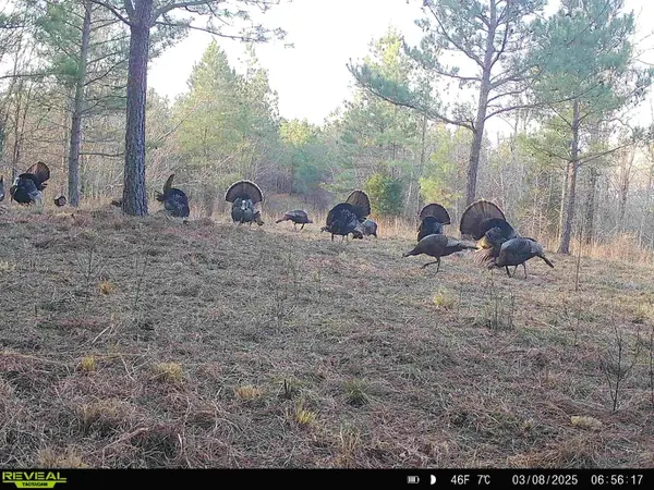 5597 Harmon Creek Rd, Eva, TN 38333