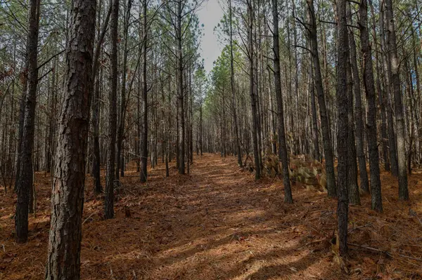 0 Brush Creek Rd, Hohenwald, TN 38462