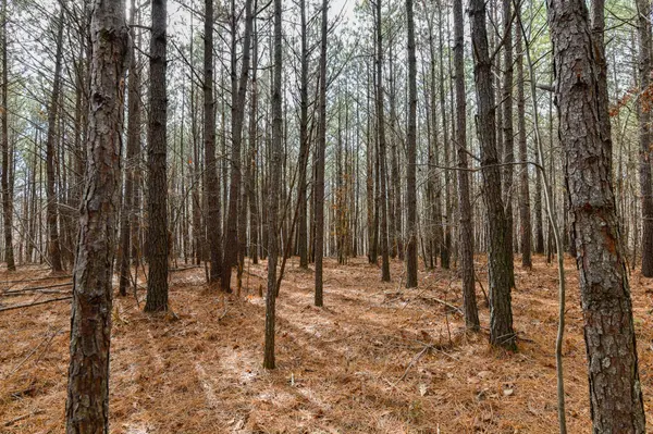 0 Brush Creek Rd, Hohenwald, TN 38462