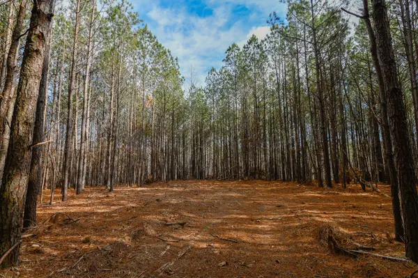 0 Brush Creek Rd, Hohenwald, TN 38462