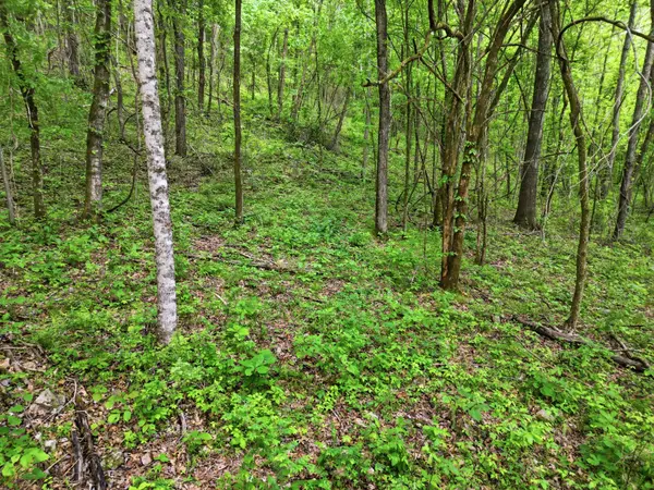 78 Dog Branch Rd #S, Pleasant Shade, TN 37145