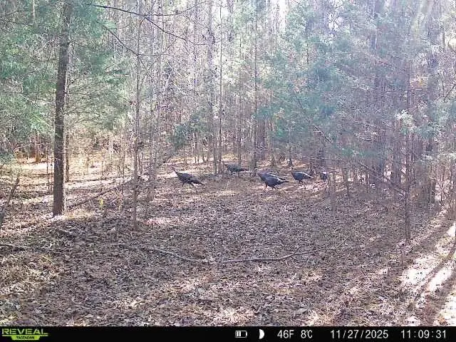 00 Simpson Mill RD, Laurens, SC 29360