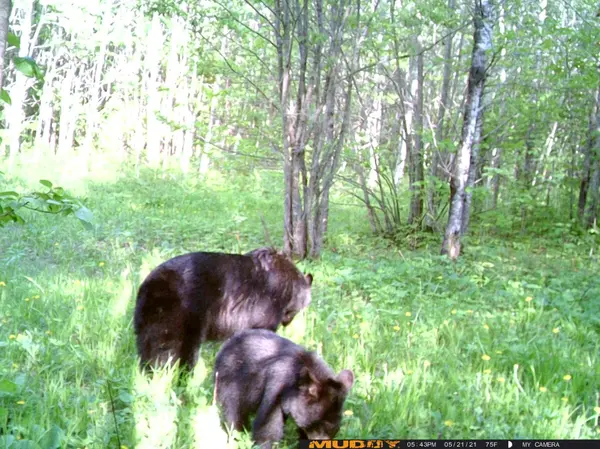 13598 County 8 NE, Federal Dam, MN 56626