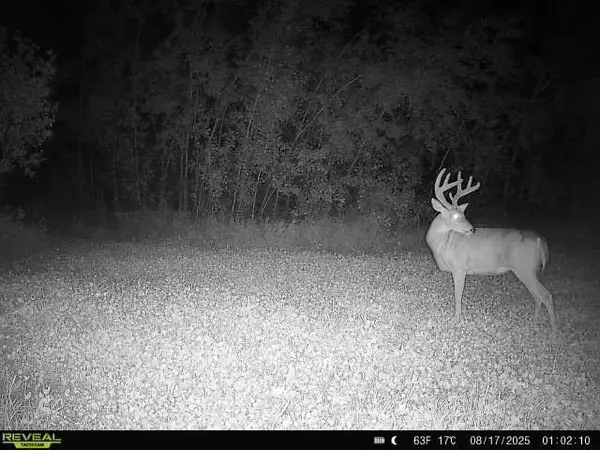 TBD CSAH 14, Beaulieu Twp, MN 56557