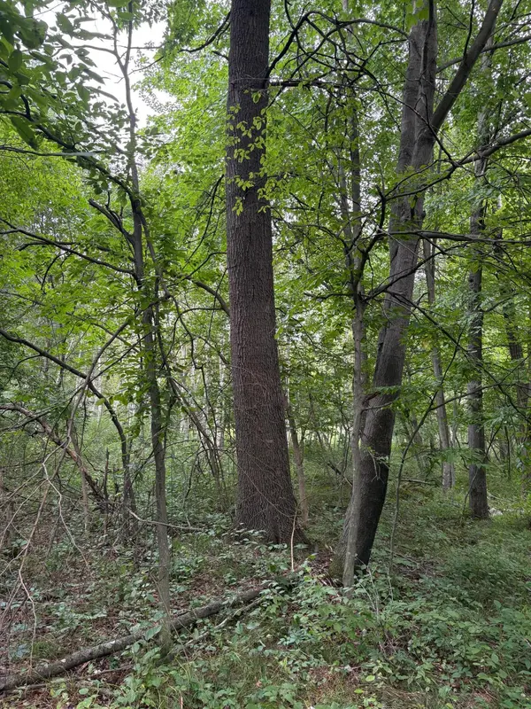 20 acres 22 1/4 ST, Sioux Creek Twp, WI 54728