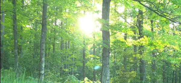 83xxx - Lot 7 Ashwabay RD, Bayfield, WI 54814