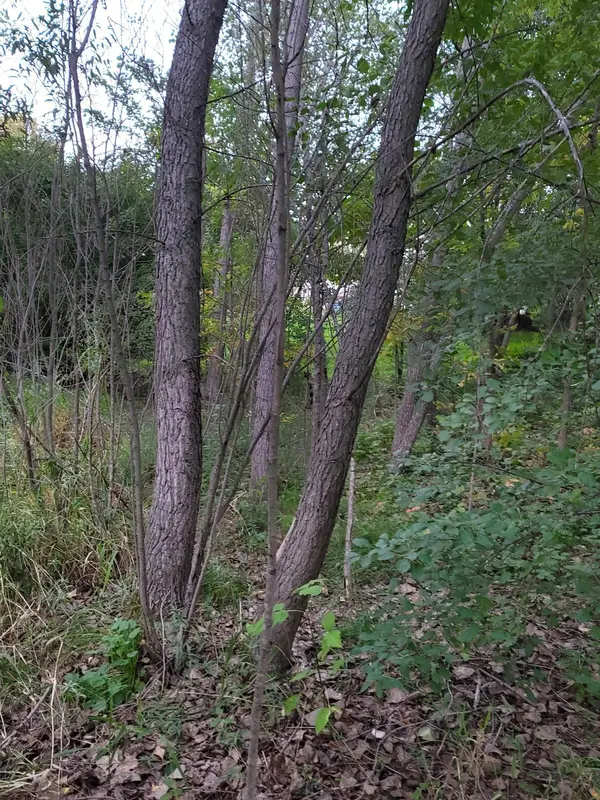 13306 Ivy ST, Becker, MN 55308