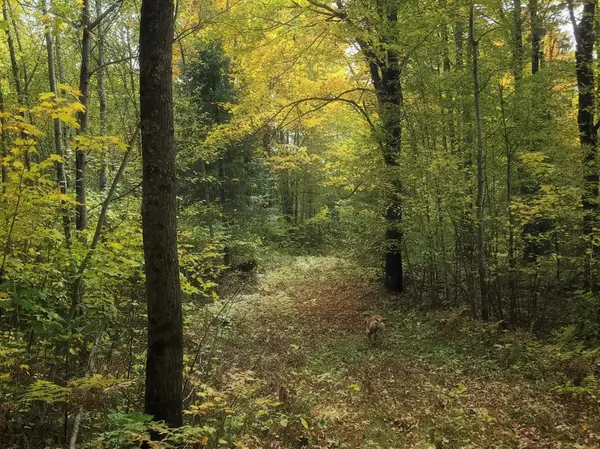 TBD Bear Lake RD, Butternut, WI 54514
