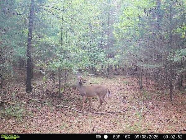 0 Simpson Mill RD, Laurens, SC 29360