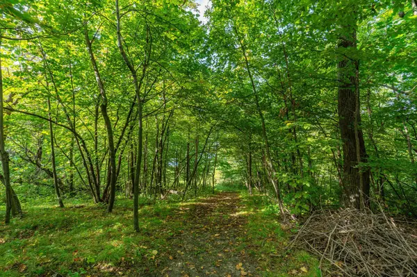 18101 Minni Acres RD, Clitherall, MN 56524