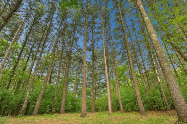350 Blue Spruce LN, Somerset, WI 54025