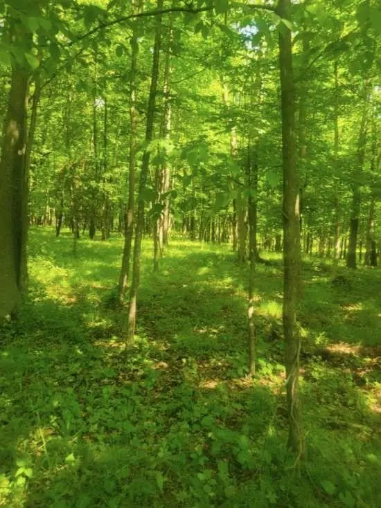 TBD 230th, Baldwin, WI 54002