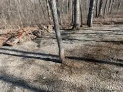 20 Acres Pike 442, Curryville, MO 63339