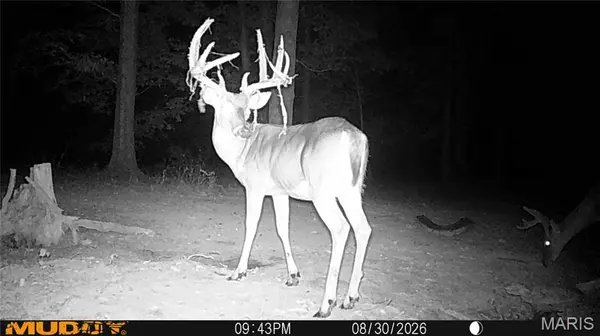 1476 & 1474 Ripley C-7AA, Doniphan, MO 63935