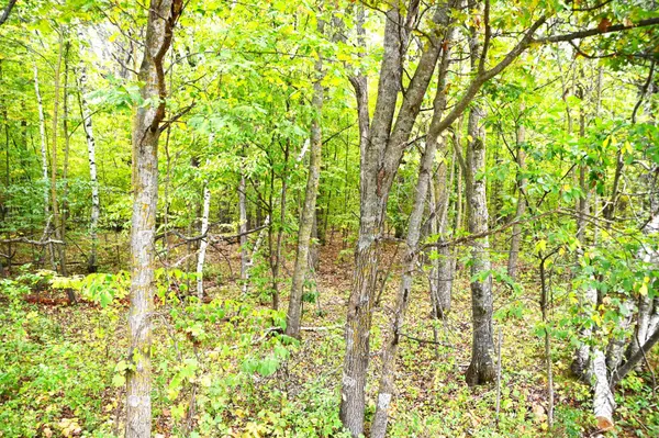 XXXX Penny DR, Fawn Lake Twp, MN 56438