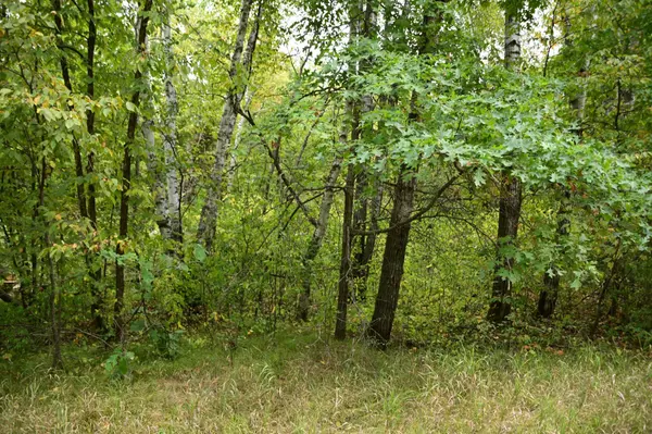 XXX Oak DR, Moran Twp, MN 56438