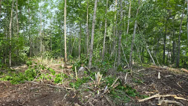 2825 Niles Bay Forest RD, Buyck, MN 55771