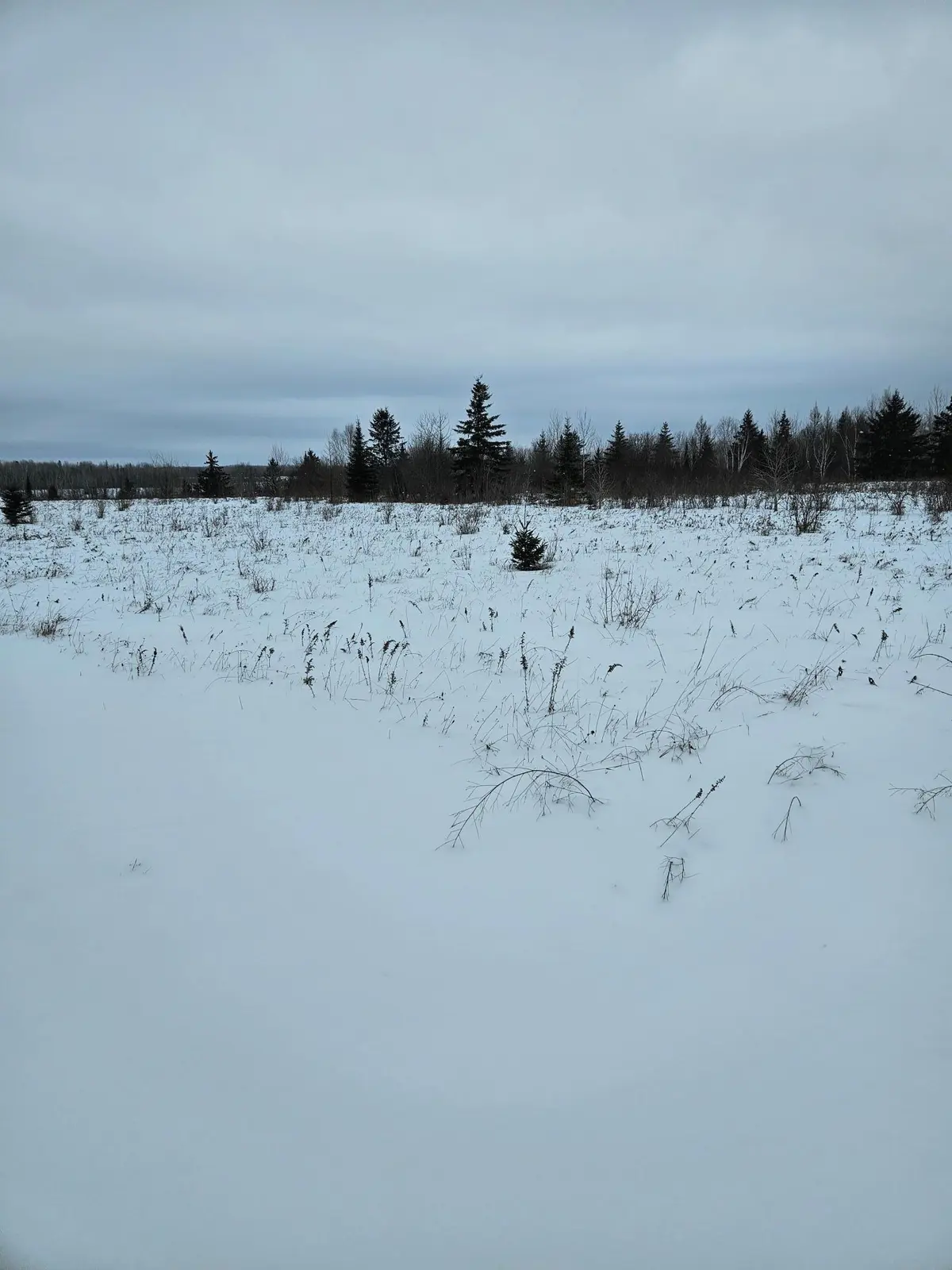 tbd tbd, Birchdale, MN 56629