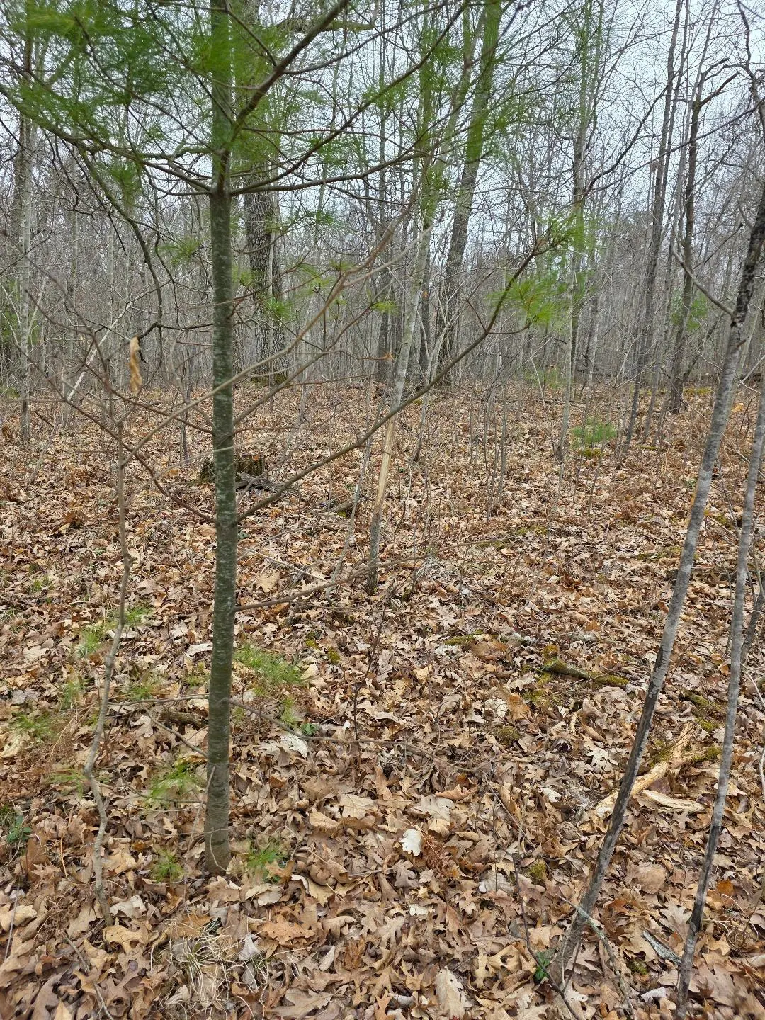 Lot 8 Lukes Lane, Danbury, WI 54830