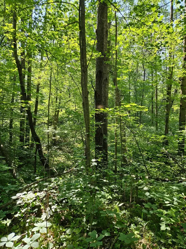 Lot 40 Summit Ridge DR, Breezy Point, MN 56472