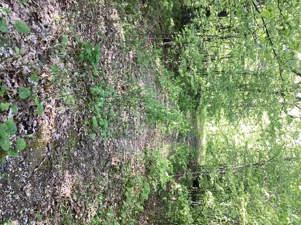 TBD Hidden Oaks DR NW, Alexandria, MN 56308