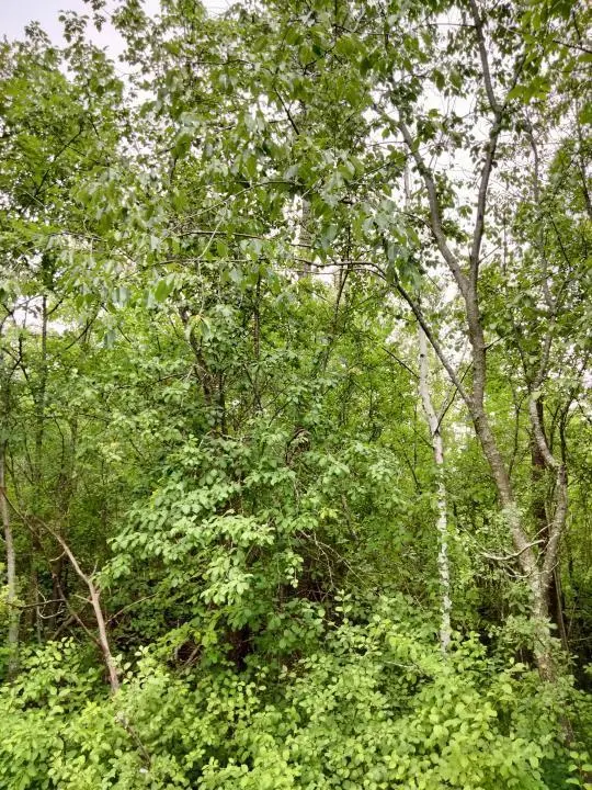 0 S Brookview DR, Arthur Twp, MN 55051